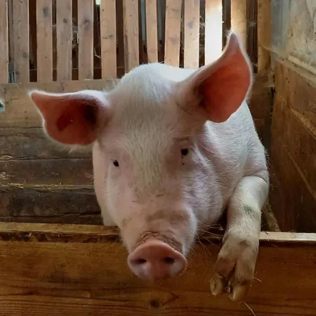 Nyaraló Artlieb Huette