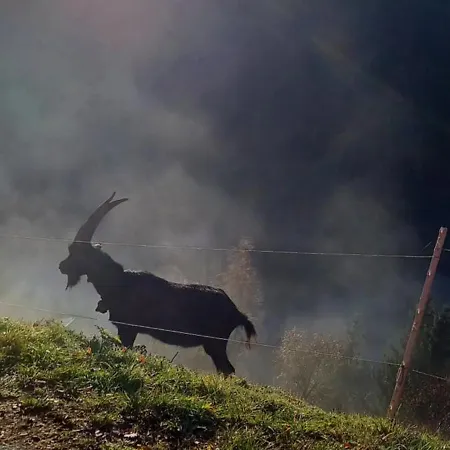 Artlieb Huette Nyaraló *