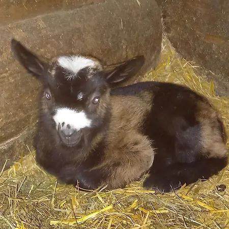 Nyaraló Artlieb Huette *