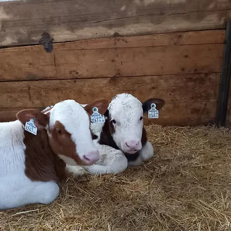 Artlieb Huette * Bischofshofen