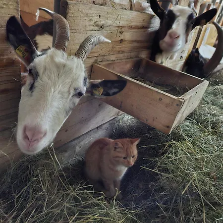 Dom wakacyjny Artlieb Huette