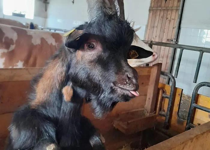 Dom wakacyjny Artlieb Huette *