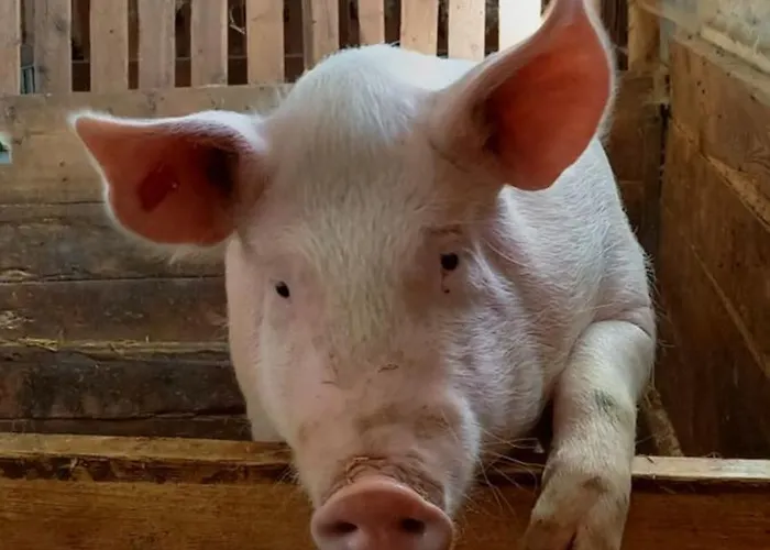 Dom wakacyjny Artlieb Huette