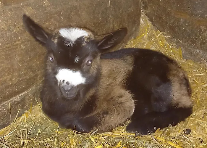 Dom wakacyjny Artlieb Huette *