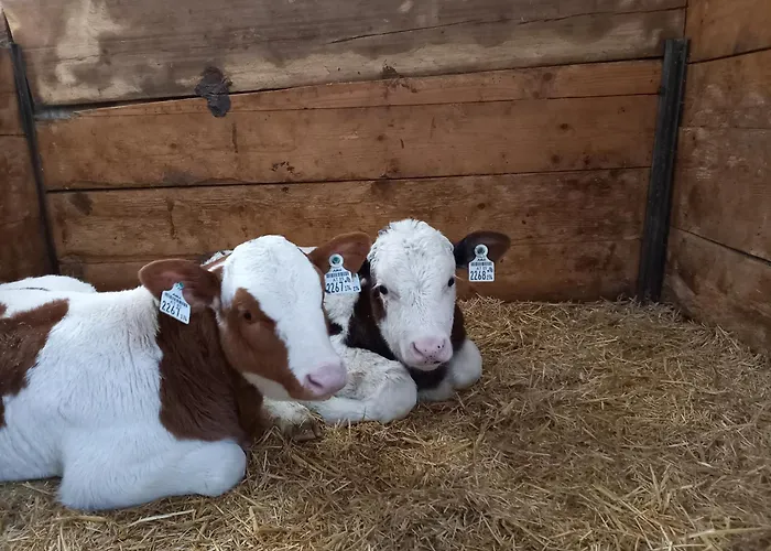 Artlieb Huette * Bischofshofen