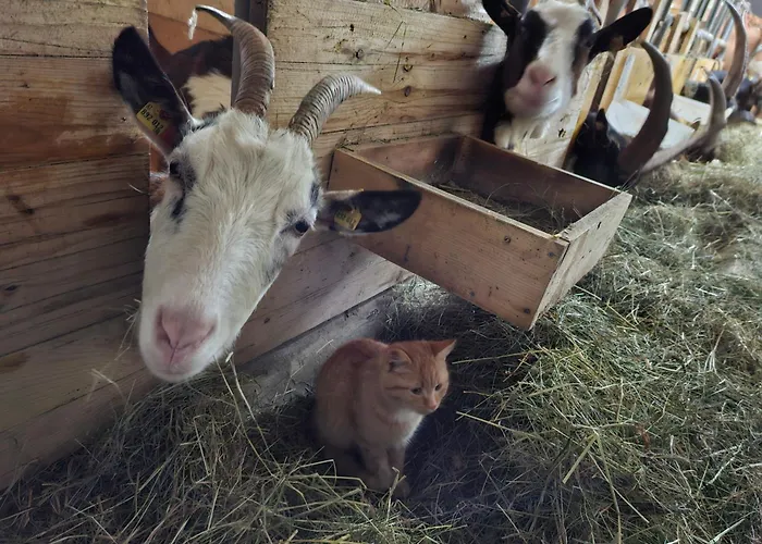 Dom wakacyjny Artlieb Huette